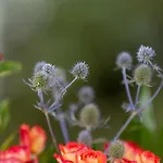 Silberdistel Hotell