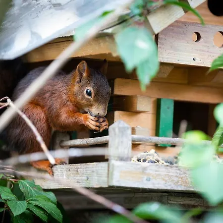Silberdistel Hotel Hinterzarten