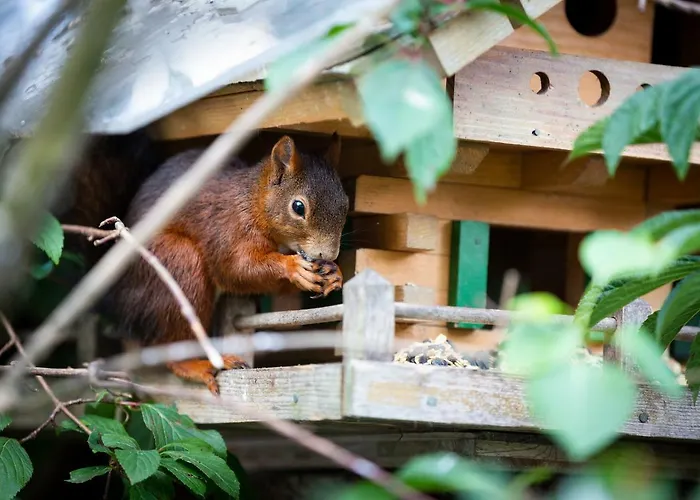 Silberdistel Hotel Hinterzarten